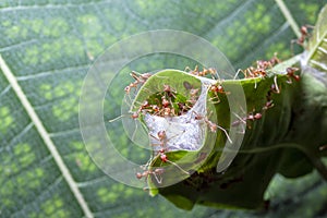 close up red ant guard for red ant nest in green leaf