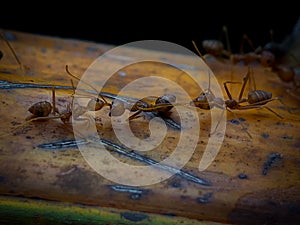 Close-up of a red ant helping its injured friend