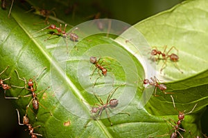 Close up red ant on leaf tree in nature at thailand