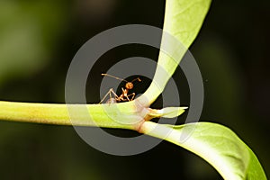 Close up red ant on stick tree in nature at thailand