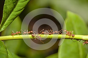 Close up red ant on stick tree in nature at thailand