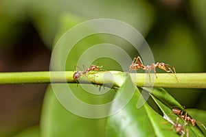 Close up red ant on stick tree in nature at thailand