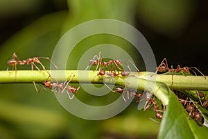 Close up red ant on  stick tree in nature at thailand