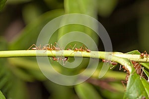Close up red ant on  stick tree in nature at thailand