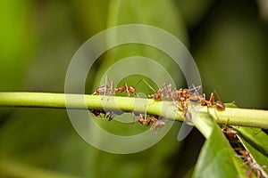 Close up red ant on  stick tree in nature at thailand