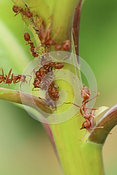 Close up red ant on  stick tree in nature at thailand