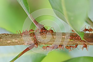 Close up red ant on  stick tree in nature at thailand