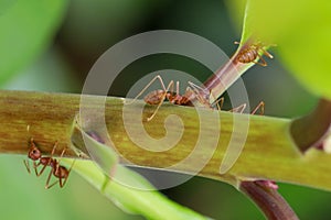 Close up red ant on  stick tree in nature at thailand