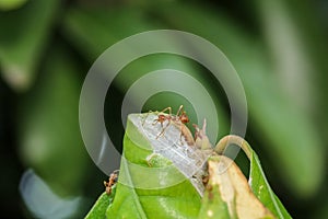 Close up red ant on  stick tree in nature at thailand