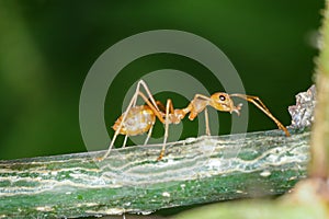 Close up red ant on stick tree in nature at thailand