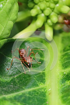 Close up red ant on  stick tree in nature at thailand