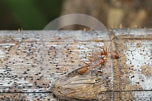 Close up red ant on tree in nature background at thailand