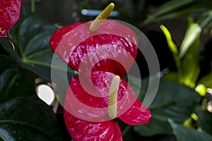 Close up of Red Anthurium flower