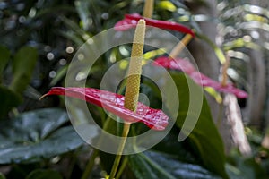 Close up of Red Anthurium flower