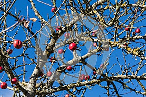 Close up of red apple tree, blue sky in background