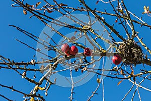 Close up of red apple tree, blue sky in background
