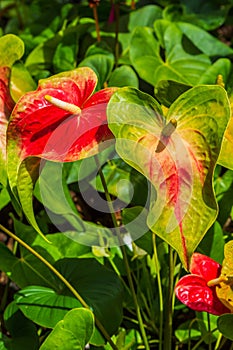 Close up of a red arum lilies.