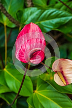 Close up of a red arum lily.