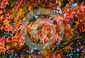 Close-up of red autumn leaf of Liquidambar styraciflua, commonly called American sweetgum Amber tree on blue sky background