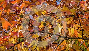 Close-up of red autumn leaf of Liquidambar styraciflua, commonly called American sweetgum Amber tree  with green spiky balls see