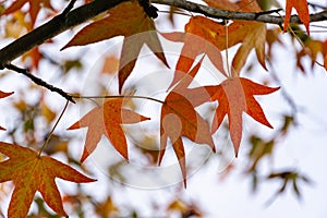 Close-up of red autumn leaves of Liquidambar styraciflua, commonly called American sweetgum Amber tree