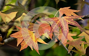 Close-up of red autumn leaves of Liquidambar styraciflua, commonly called American sweetgum Amber tree