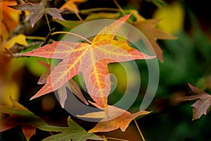 Close-up of red autumn leaves of Liquidambar styraciflua, commonly called American sweetgum Amber tree