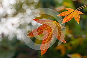 Close-up of red autumn leaves of Liquidambar styraciflua, commonly called American sweetgum Amber tree