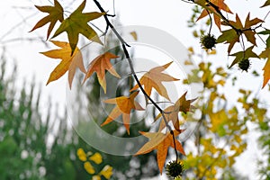 Close-up of red autumn leaves of Liquidambar styraciflua, commonly called American sweetgum Amber tree