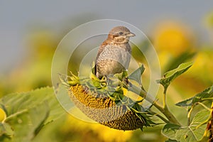 Close up of  Red-backed shrike Lanius collurio in nature