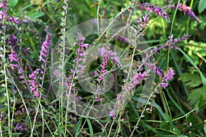 Close up of a red bartsia (odonites vernus) flower in bloom