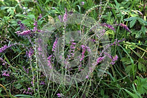 Close up of a red bartsia (odonites vernus) flower in bloom