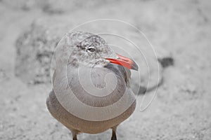 Close up of red beaked bird