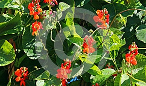 Close up of red bean flowers. Runner or pole beans.