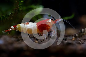 Close up red bee with thick red head stay calm with other type shrimp as background in freshwater aquarium tank