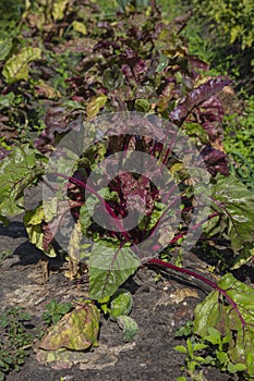 Close up on red beet bushes, ecological garden