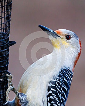 Close up of a Red-bellied woodpecker Melanerpes carolinus feeding on black oiled sunflower seeds from a feeder during spring.