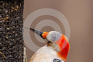 Close up of a Red-bellied woodpecker Melanerpes carolinus using its tongue to get a black oiled sunflower seed