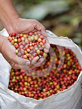 Close up red berries coffee beans