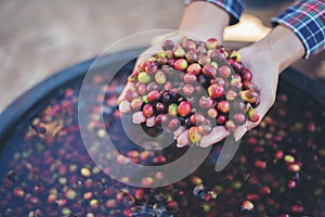 Close up red berries coffee beans on agriculturist