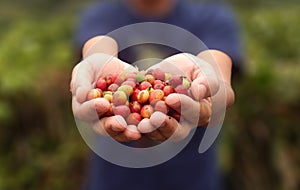 Close up red berries coffee beans on agriculturist hand