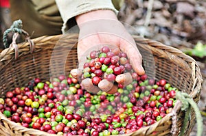 Close up red berries coffee beans on agriculturist hand.