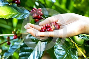 Close up red berries coffee beans on agriculturist hand background