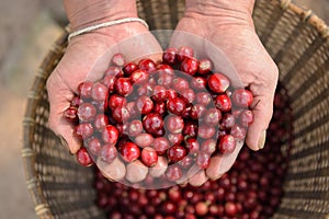 Close up of red berries coffee beans