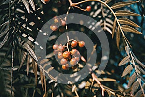 Close-up of red berries and leaves of schinus molle