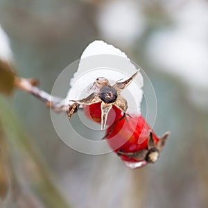 Close-up of red berries rose hips covered by the first snow. Theme Christmas , New Year, winter