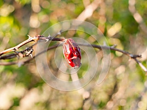 A close up of a red berry dead drained and shrivelled, rose hip