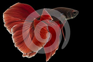 Close up of red Betta fish. Beautiful Siamese fighting fish, Betta splendens isolated on black background