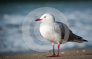 Close up of a Seagull at the beach