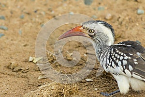 Close up Red billed hornbill on the ground